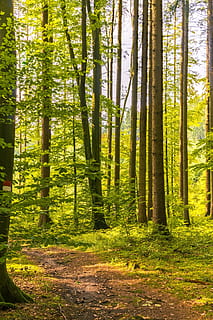 foresta, lontano, escursioni a piedi, natura, alberi, sentiero nel bosco, pista, paesaggio, verde, autunno, riposo, sentiero, ovviamente, foresta d'autunno, sentiero didattico, idilliaco, camminare, lungomare, silenzioso, estate, idillio, umore, bellissimo, tranquillo, calmo, rilassamento, rilassare, recupero, tempo libero, escursione, atmosferico, fare una passeggiata, romantico, atmosfera pacifica, panoramico, albero, pianta, terra, bosco, tronco d'albero, tronco, bellezza nella natura, colore verde, crescita, la tranquillità, giorno, luce del sole, scena tranquilla, scenics - natura, nessuno, scena non urbana, ambiente, all'aperto, 5K