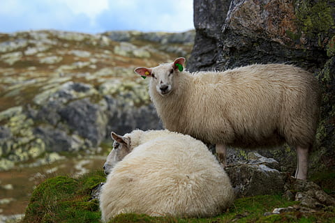 fokus foto, to, beige, sheeps, grå, klippe, får, grøn, græs, uld, dyr, bjerg, hvid, dyre temaer, pattedyr, gruppe af dyr, hvirveldyr, husdyr, to dyr, indenlandske, natur, kæledyr, fokus på forgrunden, dag, rock-objekt, ingen mennesker, jord, ungt dyr, solid, planteædende, udendørs, dyre familie, 5K, CC0, offentligt domæne, royaltyfrie