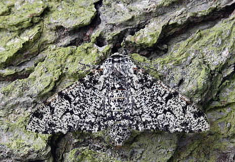papillon de nuit, macro, lépidoptères, Britanique, la nature, insecte, ailes, camouflage, rock - objet, texturé, personne, fermer, journée, plein cadre, rugueux, solide, plante, Roche, en plein air, arbre, modèle, croissance, arrière-plans, formation rocheuse, tronc d'arbre, tronc, architecture, lichen, écorce, érodé, 5K, CC0, domaine public, libre de droits