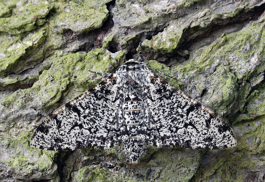 papillon de nuit, macro, lépidoptères, Britanique, la nature, insecte, ailes, camouflage, rock - objet, texturé, personne, fermer, journée, plein cadre, rugueux, solide, plante, Roche, en plein air, arbre, modèle, croissance, arrière-plans, formation rocheuse, tronc d'arbre, tronc, architecture, lichen, écorce, érodé, 5K