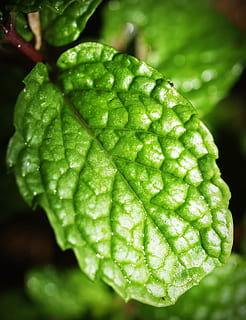 Minze, Blatt, Menthol, Kraut, Pfefferminze, frisch, grüne Minze, Grün, isoliert, Aroma, duftend, Gartenarbeit, Medizin, gesund, Garten, Zutat, grüne Farbe, fallen, Nahansicht, Wasser, Frische, nass, keine Leute, Pflanze, Wachstum, Fokus auf den Vordergrund, Pflanzenteil, Natur, Essen und Trinken, Lebensmittel, gesundes Essen, Tag, Wohlbefinden, Schönheit in der Natur, draußen, Regentropfen, Tau, Reinheit, 2K, CC0, gemeinfrei, lizenzfrei