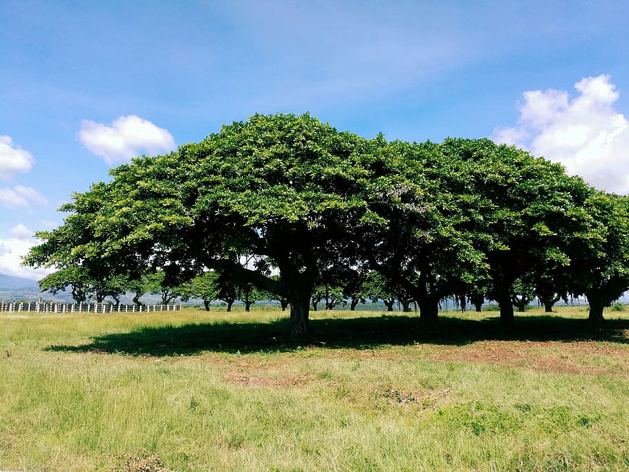 træ, himmel, paradis, natur, sommer, udendørs, landlige scene, græs, plante, sky - himmel, grøn farve, Mark, jord, vækst, ro, landskab, miljø, dag, rolig scene, skønhed i naturen, ingen mennesker, scenics - natur, sollys, 2K