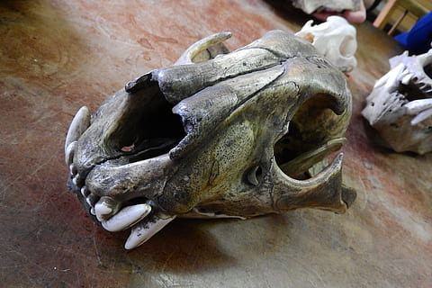 crani, esquelet, os, dents, crani d’animals, part del cos dels animals, esquelet animal, ossos d’animals, fòssil, primer pla, cap gent, a l'interior, animal, vista d’angle alt, temes d'animals, història, representació, part del cos, natura morta, el passat, art i artesania, dents d’animals, 4K, CC0, domini públic, lliure de regalies