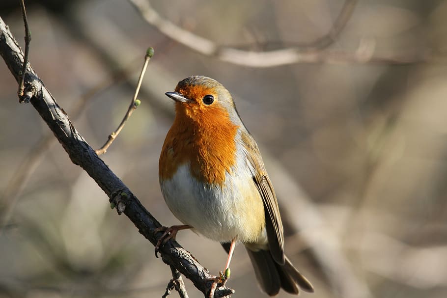 ส้ม, ขาว, สีน้ำตาล, ขนนก, นก, เกาะอยู่, สาขา, นกเล็กชนิดหนึ่ง, Redbreast, เล็ก, ต้นไม้, สัตว์, ธรรมชาติ, น่ารัก, สัตว์หนึ่งตัว, สัตว์ป่า, มุ่งเน้นไปที่เบื้องหน้า, สัตว์ในป่า, ธีมสัตว์, ไม่มีคน, กลางแจ้ง, มีกระดูกสันหลัง, เกาะ, วัน, ใกล้ชิด, ปลูก, สีส้ม, ความงามในธรรมชาติ, 5K