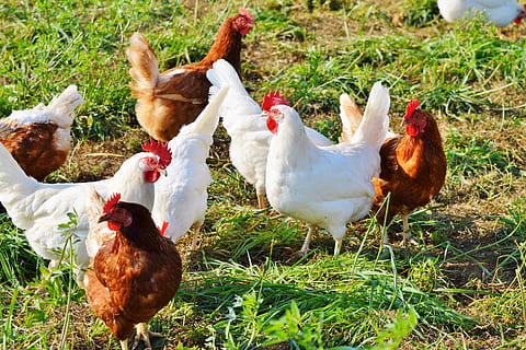 embrague de pollo, pollo, gallina, aves de corral, distancia, ganado, granja, pájaro, pollos, animal, agricultura, naturaleza, animales domesticos, nacional, grupo de animales, mascotas, pollo - pájaro, temas de animales, mamífero, vertebrado, campo, planta, tierra, hierba, nadie, al aire libre, 5K, CC0, dominio público, libre de derechos