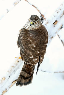 uccello, falco, forte falco shinned, predatore, natura, un animale, fauna selvatica, la neve, inverno, animali allo stato selvatico, temi animali, piuma, bellezza nella natura, vertebrato, animale, uccello rapace, giorno, temperatura fredda, concentrarsi sulle conoscenze acquisite, nessuno, appollaiati, avvicinamento, all'aperto, aquila, 4K, CC0, dominio pubblico, privo di copyright