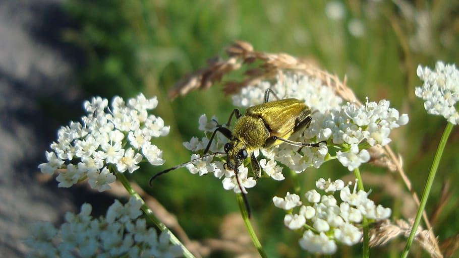 insekt, gul insekt, spise, blomst, blomstrende plante, dyre temaer, dyr, dyreliv, skrøbelighed, plante, et dyr, sårbarhed, friskhed, skønhed i naturen, hvirvelløse, dyr i naturen, natur, tæt på, blomsterhoved, vækst, kronblad, ingen mennesker, bestøvning, udendørs, dyrefløj, forår, 2K