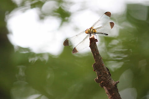 Dragonfly, Bug, Wings, Body, Legs, Head, eyes, stick, nature, fauna, biology, animals, insect, day, fragility, focus on foreground, outdoors, no people, animal wildlife, animal themes, invertebrate, animal, animals in the wild, one animal, animal wing, plant, tree, beauty in nature, close-up, branch, butterfly - insect, 4K, CC0, public domain, royalty free