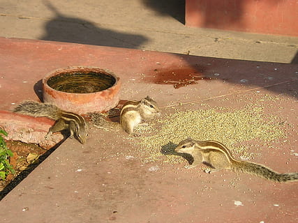 India, chipmunk, scoiattolo, croissant, carina, fauna selvatica, animali allo stato selvatico, temi animali, nessuno, un animale, acqua, animale, gruppo di animali, mammifero, vertebrato, vista dall'alto, due animali, natura, giorno, luce del sole, roditore, giovane animale, all'aperto, solidarieta, famiglia di animali, potabile, 1080P, CC0, dominio pubblico, privo di copyright