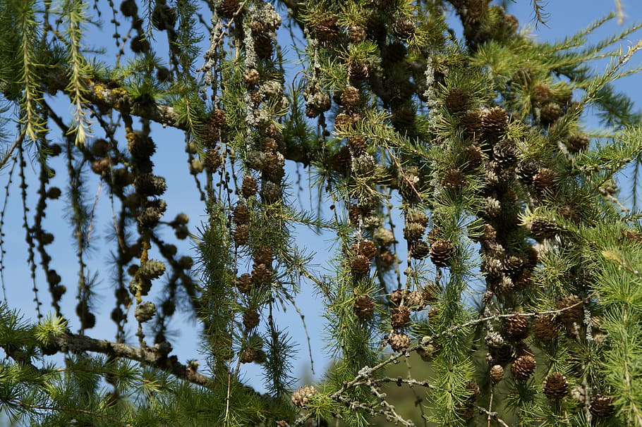 làrix, conífera, arbre, aixeta, cons de làrix, larix, estètic, branques, planta, creixement, bellesa a la natura, tranquil·litat, cap gent, naturalesa, vista d’angle baix, cel, dia, color verd, escena tranquil·la, branca, a l'aire lliure, terra, aigua, llum solar, escena no urbana, escenics - natura, llac, 5K
