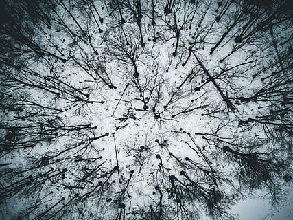 bird, eye view photography, bare, trees, leafless trees, drone, forest, nature, snow, tree, plant, branch, sky, no people, low angle view, tranquility, beauty in nature, bare tree, day, backgrounds, full frame, outdoors, land, growth, scenics - nature, directly below, tree canopy, 4K, CC0, public domain, royalty free