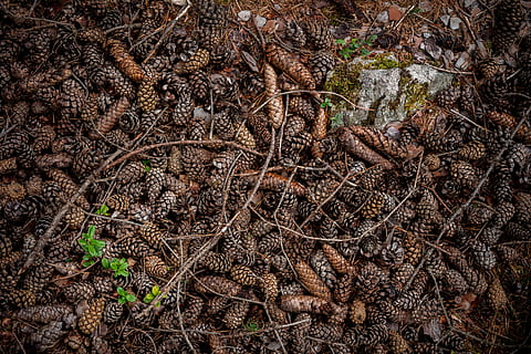 marró, gris, pinecones, oval, sec, cons, pinya de pi, branques, sòl, pal, branca, pi, agulla de pi, rock, full, flor, mala herba, arbre, brollar, pis, part de la planta, naturalesa, creixement, planta, cap gent, terra, dia, vista d’angle alt, bosc, marc complet, tranquil·litat, camp, arrel, fons, primer pla, a l'aire lliure, 8K, CC0, domini públic, lliure de regalies