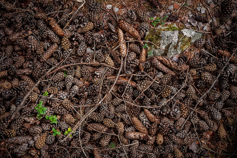 marró, gris, pinecones, oval, sec, cons, pinya de pi, branques, sòl, pal, branca, pi, agulla de pi, rock, full, flor, mala herba, arbre, brollar, pis, part de la planta, naturalesa, creixement, planta, cap gent, terra, dia, vista d’angle alt, bosc, marc complet, tranquil·litat, camp, arrel, fons, primer pla, a l'aire lliure, 8K