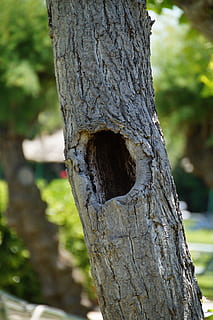 tree, strain, trunk, hole, dwelling, point, tree trunk, focus on foreground, plant, nature, day, no people, close-up, outdoors, growth, textured, tranquility, animal, land, sunlight, beauty in nature, rough, plant bark, bark, 2K, CC0, public domain, royalty free