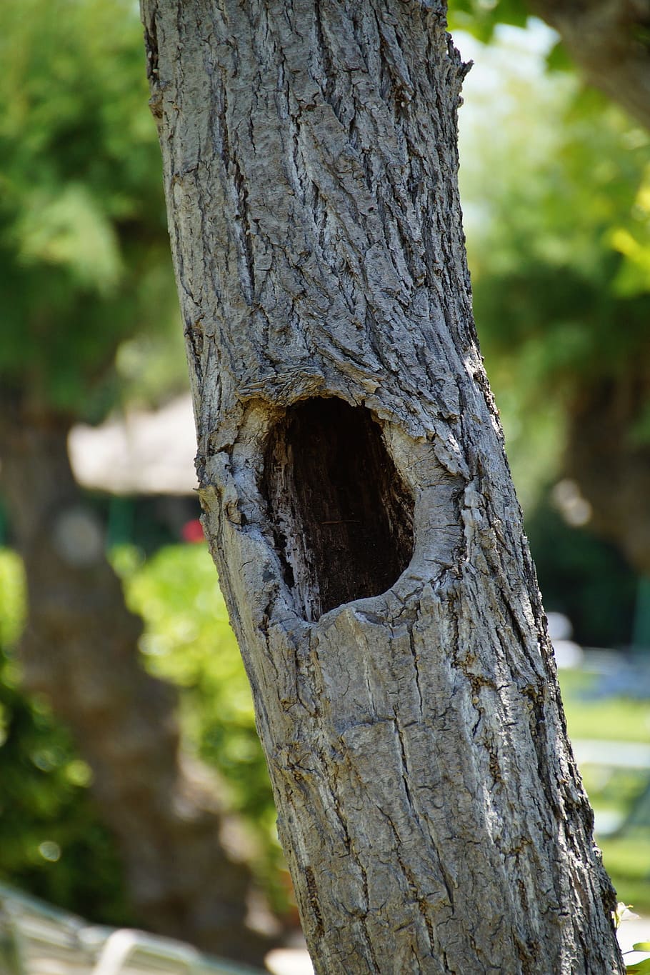 Baum, Belastung, Kofferraum, Loch, Wohnung, Punkt, Baumstamm, Fokus auf den Vordergrund, Pflanze, Natur, Tag, keine Leute, Nahansicht, draußen, Wachstum, texturiert, Ruhe, Tier, Land, Sonnenlicht, Schönheit in der Natur, Rau, Pflanzenrinde, Borke, 2K