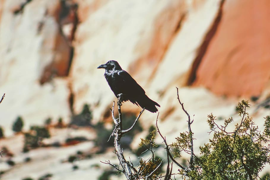 selektiv, fokus fotografie, hockende Krähe, Krähe, thront, Ast, Vogel, Baum, Schnabel, Gefieder, Tierthemen, Tier, Tierwelt, Tiere in freier Wildbahn, ein Tier, Wirbeltier, hocken, Pflanze, Natur, Rabenvogel, keine Leute, Rock, Rock - Objekt, in voller Länge, Umgebung, Landschaft, solide, draußen, 4K