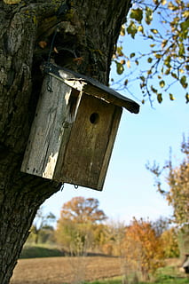 caixa niu, arbre, planta, aviari, alimentador d'ocells, raça, niu, benestar animal, ajuda de nidificació, lloc de nidificació, einflugloch, incubadora, ocells, animal, registre, horta, arbres fruiters dispersos, tardor, naturalesa, conservació de la natura, centrar-se en primer pla, casa d'aus, material de fusta, cap gent, dia, a l'aire lliure, vista d’angle baix, penjant, tronc de l'arbre, tronc, primer pla, creixement, branca, cel, camp, terra, estructura construïda, 2K, CC0, domini públic, lliure de regalies