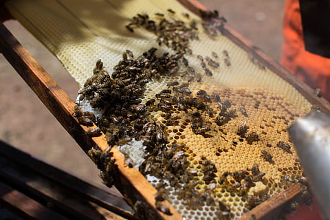 api, natura, apicoltura, in casa, persone, una persona, grande gruppo di animali, adulto, avvicinamento, insetto, invertebrato, animale, cibo, temi animali, animali allo stato selvatico, vista dall'alto, cibo e bevande, gruppo di animali, ape, assistenza sanitaria e medicina, fauna selvatica, detenzione, tavolo, spiedo, 4K, CC0, dominio pubblico, privo di copyright