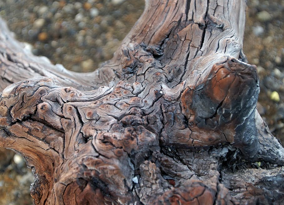 arrel, arbre, fusta, java, nodrit, esquerdat, vell, tronc de l'arbre, dia, tronc, naturalesa, textura, centrar-se en primer pla, cap gent, primer pla, terra, a l'aire lliure, planta, material de fusta, escorça, sòlid, aspre, rock, tranquil·litat, marró, bosc, 1080P