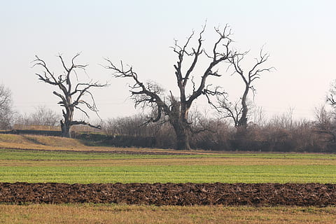 dęby, pola, łąki, krajobraz, niebo, Natura, na wolnym powietrzu, drzewo, roślina, wylądować, pole, spokój, spokojna scena, środowisko, nagie drzewo, piękno natury, scenics - natura, żadnych ludzi, scena pozamiejska, dzień, trawa, wzrost, scena wiejska, Oddział, na dworze, 4K, CC0, domena publiczna, darmowe zdjęcia