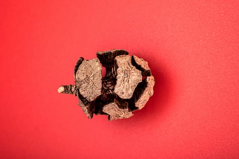 Tannenzapfen, Makro, Nadeln, Wald, Zapfen, kratzig, Nahansicht, roter Hintergrund, runden, spröde, Riss, geknackt, Muster, Natur, rot, farbiger Hintergrund, Studioaufnahme, drinnen, keine Leute, Essen und Trinken, Lebensmittel, direkt darüber, ausgeschnitten, kopieren sie platz, Obst, Stillleben, Hintergründe, High Angle View, Kreativität, gesundes Essen, lebendige Farbe, Einfachheit, getrocknet, natürlicher Zustand, 4K, CC0, gemeinfrei, lizenzfrei