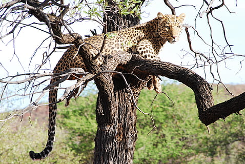 leopar, ağaç, vahşi, zarafet, yaban hayatı, Afrika, doğa, safari hayvanlar, vahşi hayvanlar, hayvan, aşılmamış kedi, savan, büyük kedi, safari, vahşi Yaşam Alanı, serengeti milli parkı, memeli, kedi, afrika leopar, tanzanya, etobur, Kenya, nesli tükenmekte olan türler, büyük, masai mara ulusal rezerv, bitki, hayvan yaban hayatı, şube, hayvan temaları, gövde, ağaç gövdesi, insansız, bir hayvan, omurgalı, gün, ön plana odaklanmak, 4K, CC0, kamu malı, telif ücretsiz