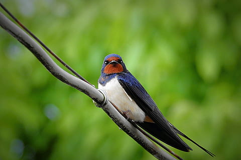 schlucken, Vogel, Ast, tagsüber, Tierthemen, Tierwelt, ein Tier, Wirbeltier, Tier, Tiere in freier Wildbahn, Fokus auf den Vordergrund, Baum, Natur, Pflanze, keine Leute, hocken, Tag, Schnabel, Tierkörperteil, Nahansicht, grüne Farbe, draußen, Profilansicht, tropischer Regenwald, Regenwald, 4K, CC0, gemeinfrei, lizenzfrei