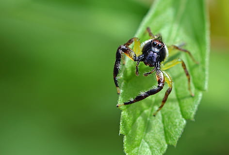 detailopname, spin, kruipen, groen, blad, selectief, focus fotografie, zwart, geel, insect, ogen, benen, mohawk kapsel, david clode, mopsus mormon, Australium, spider portret, mohican kapsel, macro, oog, Mohikaans, ongewerveld, dierenleven, dierlijke thema's, dieren in het wild, dier, één dier, deel van de plant, groene kleur, geleedpotige, natuur, geen mensen, spinachtige, fabriek, focus op de voorgrond, dag, zoölogie, buitenshuis, 2K, CC0, publiek domein, royaltyvrij