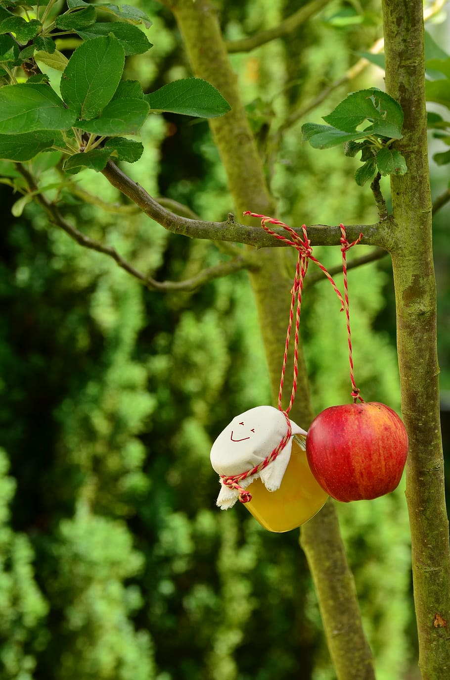 pomera, poma, compota de poma, jar, jardí, fruita, kernobst gewaechs, fruites, collita, vitamines, madur, saludable, frisch, bio, sense esprear, planta, menjar, menjar i beguda, arbre, creixement, vermell, alimentació saludable, centrar-se en primer pla, primer pla, dia, frescor, naturalesa, color verd, cap gent, penjant, branca, a l'aire lliure, benestar, full, 4K