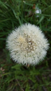 dent de lleó, fluff, flor, naturalesa, primer pla, planta, planta amb flors, vulnerabilitat, fragilitat, frescor, centrar-se en primer pla, Color blanc, bellesa a la natura, creixement, cap gent, inflorescència, cap de flor, dia, camp, suavitat, a l'aire lliure, llavor de dent de lleó, 5K, CC0, domini públic, lliure de regalies