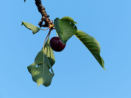 Süße Kirsche, Kirschrot, rot, obst, Kirsche, rot, Obst, gesund, Blätter, Ast, Sommer-, köstlich, fruchtig, Vogelkirsche, bing, Prunus avium, Süss, Baum, Obstbaum, Blatt, Essen und Trinken, gesundes Essen, Lebensmittel, grüne Farbe, Pflanzenteil, Frische, Himmel, Natur, Flachwinkelansicht, Pflanze, Wachstum, klarer Himmel, Blau, Beerenfrucht, Nahansicht, Tag, keine Leute, Schönheit in der Natur, draußen, reif, 4K, CC0, gemeinfrei, lizenzfrei