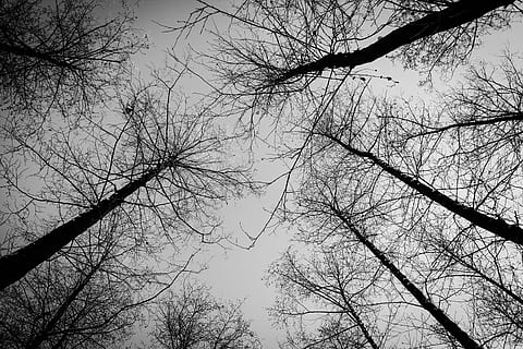 Low-Angle-View-Foto, kahl, Bäume, Wald, Baum, Winter, Schnee, Natur, Himmel, dunkel, Flachwinkelansicht, Ast, kahler Baum, Pflanze, Silhouette, keine Leute, Ruhe, Schönheit in der Natur, Tag, draußen, Szenen - Natur, Kofferraum, klarer Himmel, Baumstamm, ruhige Szene, Wachstum, Baumkrone, 4K, CC0, gemeinfrei, lizenzfrei