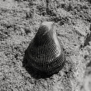 shell, pláž, Příroda, mořské mušle, námořní, zvířat, detail, nikdo, texturou, zvíře, den, zaměřit se na popředí, zvířata ve volné přírodě, vzor, jednoho zvířete, venku, přistát, hrubý, rock - objekt, pevný, Skála, zvířecí shell, 1080P, CC0, veřejná doména, bez autorských práv
