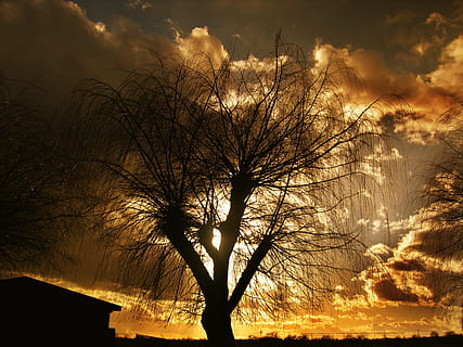 foto di silhouette, spoglio, albero, sole, lago, ambientazione, tramonto, acqua, mirroring, atmosfera, umore, sera, erba, erbe, canna, vescica, cespuglio, alberi, cespugli, siepe, autunno, cielo, natura, nebbia, entroterra, arbusti, foresta, albero nudo, silhouette, pianta, nuvola - cielo, ramo, bellezza nella natura, la tranquillità, nessuno, scenics - natura, scena tranquilla, all'aperto, colore arancione, Inquadratura dal basso, tronco d'albero, scena non urbana, 2K, CC0, dominio pubblico, privo di copyright