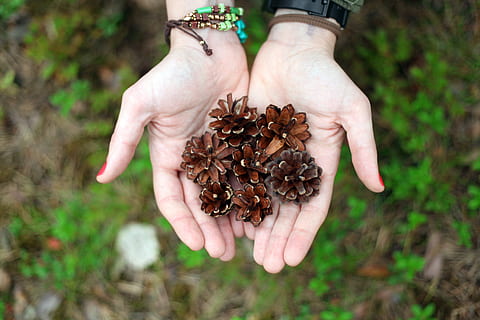 person, holding, brown, flowers, pineapples, hands, pine, pineapple, tree, green, hand, human hand, human body part, one person, food, food and drink, healthy lifestyle, nature, plant, hands cupped, day, freshness, handful, wellbeing, focus on foreground, healthy eating, adult, high angle view, outdoors, 5K, CC0, public domain, royalty free