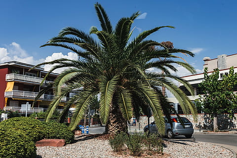 Palm trees, Spain, summer, nature, trees, travel, vacation, mediterranean, barcelona, palms, tropic, tropical, palm Tree, travel Locations, architecture And Buildings, building Exterior, outdoors, architecture, travel Destinations, sky, blue, tropical Climate, tree, beauty, day, plant, motor vehicle, car, mode of transportation, transportation, built structure, growth, date palm tree, city, land vehicle, building, tropical tree, luxury, 4K, CC0, public domain, royalty free