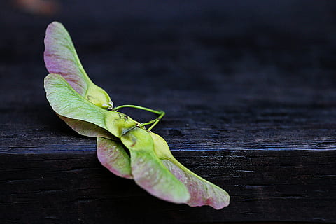 verde, marrom, folha de borboleta, semente de maple, madeira, outono, bordo, sementes, plantar, natureza, folha, madeira - material, fechar-se, origens, comida e bebida, Comida, frescura, parte da planta, ainda vida, ninguém, dentro de casa, Alimentação saudável, tiro do estúdio, bem-estar, vegetal, mesa, cor verde, único objeto, Sombrio, fundo preto, 5K, CC0, domínio público, royalty free