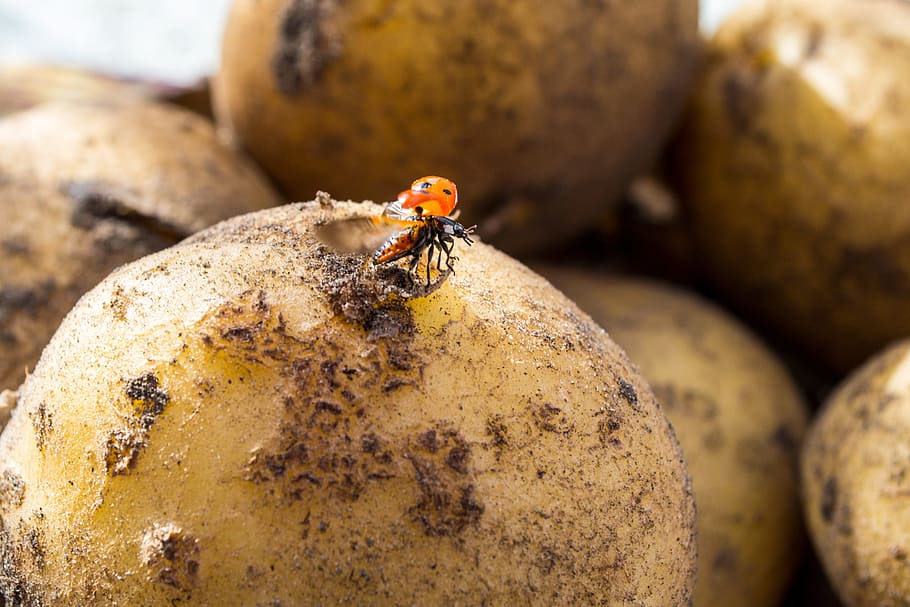 marieta, patata, volar, insecte, patata, volar, un animal, temes d'animals, fauna animal, animals a la natura, cap gent, animal, primer pla, invertebrat, menjar, menjar i beguda, naturalesa, a l'aire lliure, brutícia, centrar-se en primer pla, sòlid, alimentació saludable, enfocament selectiu, dia, rock - object, 2K