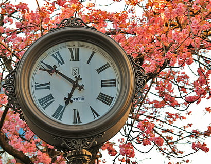 pointer, quadrante, faccia, tempo, orologio, tempo di, tempo, cifre, fiore di ciliegio, fiori, albero, autunno, modificare, giorno, Inquadratura dal basso, pianta, natura, ramo, fiore, nessuno, pianta fiorita, primavera, crescita, freschezza, bellezza nella natura, all'aperto, forma geometrica, fiorire, forma, ciliegio, 4K, CC0, dominio pubblico, privo di copyright