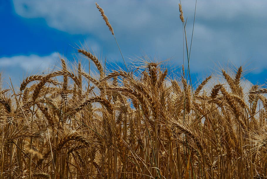 Weizenfeld, tagsüber, braune Molke, Weizen, Korn, Ernte, Mais, Gelb, Pflanze, Wachstum, Landwirtschaft, Getreidepflanze, Himmel, Natur, Land, keine Leute, Feld, wolke - himmel, Landschaft, ländliche Szene, Gerste, Tag, Nahansicht, Schönheit in der Natur, draußen, Bauernhof, 2K