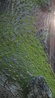 moss, tree, green, pattern, texture, surface, wood, nature, forest, plant, tree trunk, trunk, close-up, growth, no people, textured, focus on foreground, day, green color, bark, rough, outdoors, beauty in nature, natural pattern, wood - material, lichen, 5K, CC0, public domain, royalty free