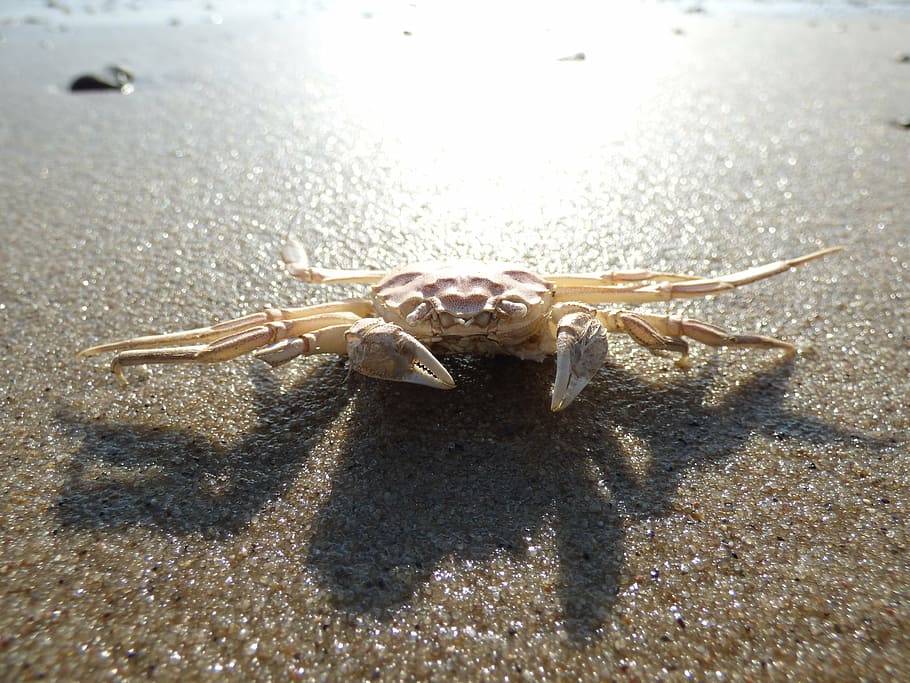 cranc, càncer, platja, marisc, meeresbewohner, alicates, criatura, animal, naturalesa, petit, Costa, món animal, registre públic, criatura d’aigua, armadura per a mascotes, watts, elbe, platja d’elba, Hamburg, Alemanya, reflux, nord, mar, sorra, línia de costa, vida salvatge, estiu, temes d'animals, fauna animal, animals a la natura, un animal, primer pla, llum solar, cap gent, dia, terra, marí, la vida marina, vista d’angle alt, a l'aire lliure, invertebrat, 4K