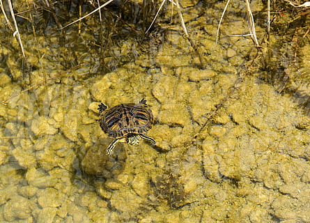 broasca testoasa, apă, lac, de tancuri, animal, natură, înot, stuf, târâtoare, tortoise shell, pe apa, animale tematice, animale sălbatice, un animal, animale în sălbăticie, nevertebrat, insectă, nici o persoana, galben, vedere în unghi mare, animale vertebrate, a închide, zi, în aer liber, artropod, partea corpului animalului, arahnide, marin, otrăvitor, 2K, CC0, domeniu public, fără drepturi de autor
