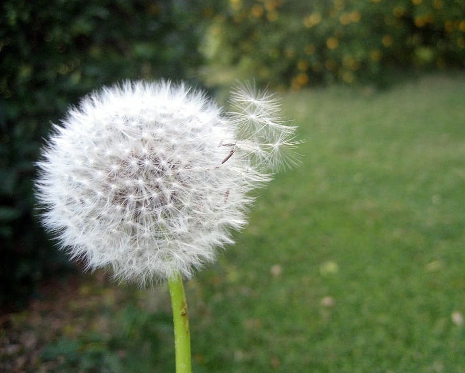 dente di leone, brezza, vento, fiore, cortile, verde, natura, pianta, soffice, estate, avvicinamento, seme, erba, fragilità, vulnerabilità, pianta fiorita, freschezza, crescita, concentrarsi sulle conoscenze acquisite, bellezza nella natura, giorno, infiorescenza, Colore bianco, nessuno, campo, terra, morbidezza, testa di fiore, semi di dente di leone, all'aperto, 720P