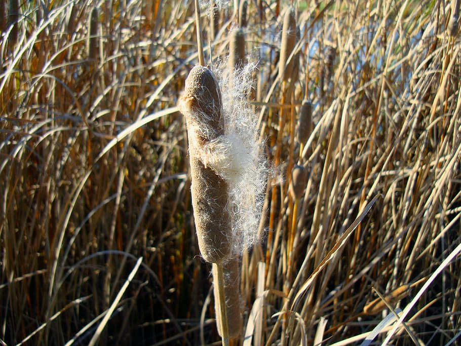 cattails, typha, planta, typhaceae, gespa de gos de blat de moro, espongeta, Planta humida, naturalesa, zones humides, herba, creixement, dia, primer pla, cap gent, sec, cattail, temperatura de fred, terra, centrar-se en primer pla, bellesa a la natura, a l'aire lliure, camp, un animal, temes d'animals, marró, hivern, animal, planta morta, fulla d'herba, 4K