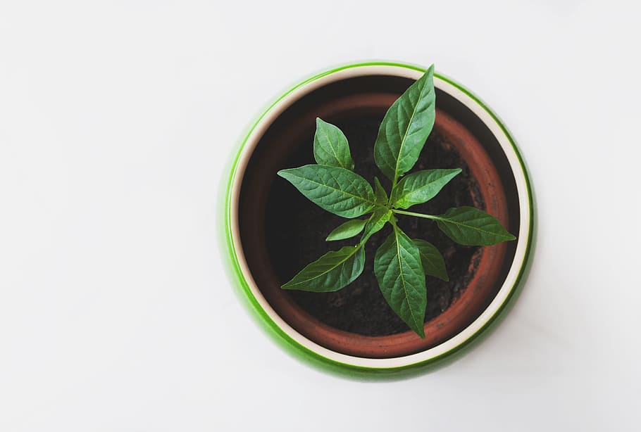 verd, fulles, planta, olla, planta en test de color verd, fulla verda, marró, full, planta en test, color verd, fulla de menta - culinària, herba, menjar, frescor, naturalesa, espècia, aïllat, Medicina alternativa, fons blanc, menjar i beguda, part de la planta, tir de l'estudi, benestar, directament a sobre, alimentació saludable, a l'interior, refresc, còpia espai, cap gent, primer pla, tallar, 2K