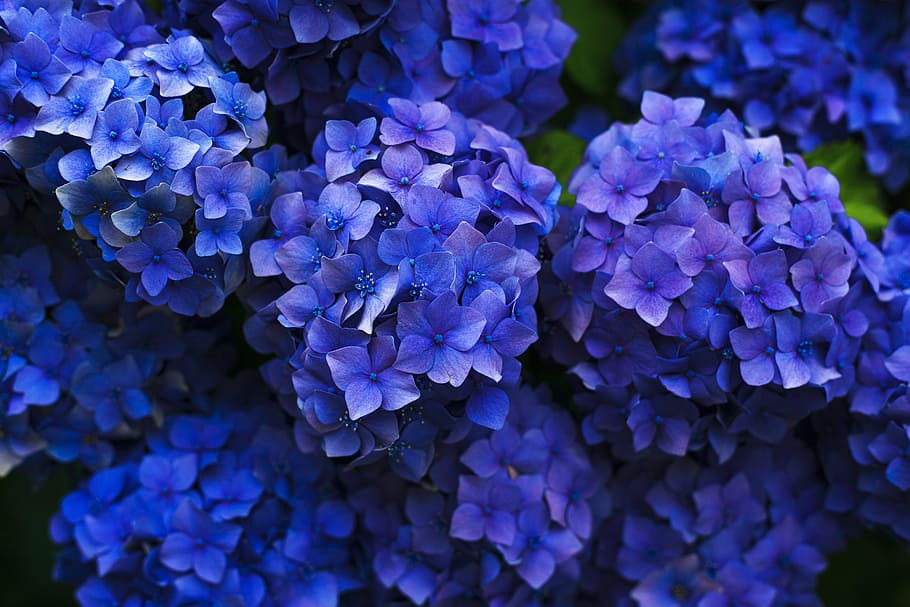 tret macro, porpra, flors, florir, flor, primer pla, cluster, flora, ortensia, pètals, blau, pedres precioses, geologia, cristall, naturalesa, bellesa a la natura, cap gent, joia preciosa, planta amb flors, planta, pètal, inflorescència, creixement, fragilitat, cap de flor, frescor, vulnerabilitat, dia, Ram de flors, enfocament selectiu, lila, 5K