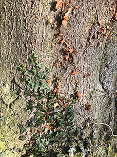 ceppo, vecchio, albero, edera, natura, vecchio albero, nodoso, struttura, strutturato, tronco d'albero, giorno, nessuno, all'aperto, pianta, crescita, tronco, ruvido, avvicinamento, colore verde, fotogramma intero, abbaiare, la tranquillità, terra, vista dall'alto, muschio, bellezza nella natura, lichene, 4K, CC0, dominio pubblico, privo di copyright