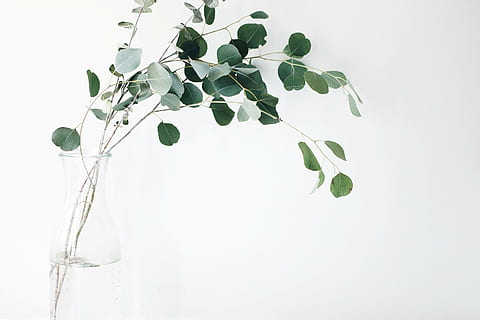 Zielony, roślina moringa, jasny, Szklana waza, liść, roślina, biały, tło, nadal, przedmiotów, rzeczy, rośliny, wazon, gałęzie, odchodzi, minimalistyczny, białe tło, studio strzał, jedzenie i picie, żadnych ludzi, zdrowe odżywianie, jedzenie, zbliżenie, świeżość, dzień, część rośliny, wewnątrz, Natura, zielony kolor, wzrost, piękno natury, łodyga rośliny, opieka zdrowotna i medycyna, lekarstwo, szkło - materiał, biały kolor, 4K, CC0, domena publiczna, darmowe zdjęcia