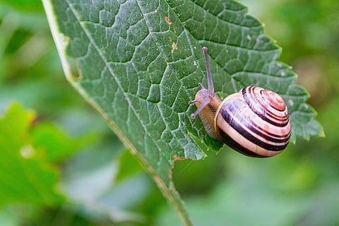 snail, shell, mollusk, crawl, slowly, animal, leaf, invertebrate, animal wildlife, animal themes, gastropod, plant part, close-up, one animal, animal shell, animals in the wild, nature, plant, no people, animal body part, green color, day, outdoors, crawling, small, 4K, CC0, public domain, royalty free